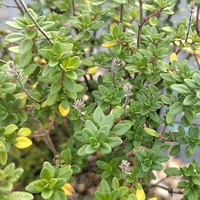 Thymus citriodorus